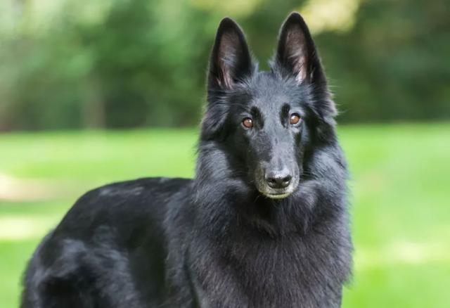 比利时牧羊犬 *** 法国牧羊犬 *** - 警犬训练器材厂家 _警犬训练用品_工作犬训练用品-南京开久警犬装备-警犬训练器材厂家 _警犬训练用品_工作犬训练用品-南京开久警犬装备