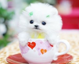 一只水杯小狗多少啊(一只小狗重多少千克)-警犬训练器材厂家 _警犬训练用品_工作犬训练用品-南京开久警犬装备