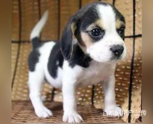 比格犬介绍(比格犬适合家养吗)-警犬训练器材厂家 _警犬训练用品_工作犬训练用品-南京开久警犬装备