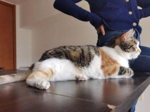 宝路Pedigree狗粮怎么样?泰迪吃宝路狗粮怎么样-警犬训练器材厂家 _警犬训练用品_工作犬训练用品-南京开久警犬装备