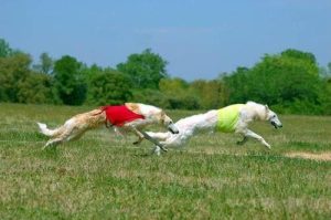 俄罗斯的高狼犬(俄罗斯的高狼犬多少钱)-警犬训练器材厂家 _警犬训练用品_工作犬训练用品-南京开久警犬装备