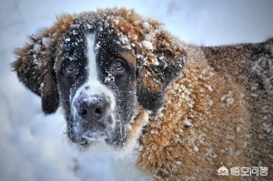 世界上最忧伤的狗，世界上最忧伤的鱼-警犬训练器材厂家 _警犬训练用品_工作犬训练用品-南京开久警犬装备
