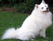 爱斯基摩犬价格(爱斯基摩犬优缺点)-警犬训练器材厂家 _警犬训练用品_工作犬训练用品-南京开久警犬装备