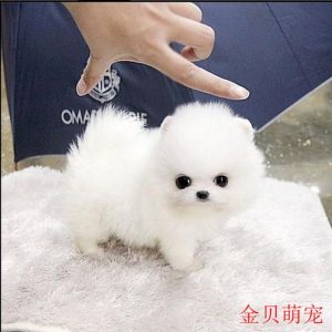 博美茶杯犬价格多少钱一只?(茶杯犬的价格是多少钱一只)-警犬训练器材厂家 _警犬训练用品_工作犬训练用品-南京开久警犬装备