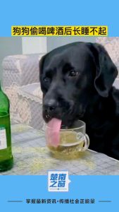 狗狗喝啤酒会怎么样:狗狗喝酒会怎样吗-警犬训练器材厂家 _警犬训练用品_工作犬训练用品-南京开久警犬装备