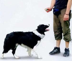 怎么训练狗狗(怎么训练狗狗握手)-警犬训练器材厂家 _警犬训练用品_工作犬训练用品-南京开久警犬装备