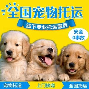 上海宠物猫狗市场在哪里?兰州卖宠物猫狗的市场-警犬训练器材厂家 _警犬训练用品_工作犬训练用品-南京开久警犬装备