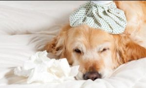 狗咳嗽(狗咳嗽吐白色粘液吃什么药)-警犬训练器材厂家 _警犬训练用品_工作犬训练用品-南京开久警犬装备