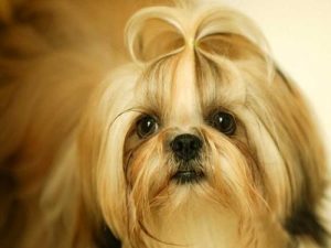 西施犬造型，西施犬造型修剪 ***-警犬训练器材厂家 _警犬训练用品_工作犬训练用品-南京开久警犬装备