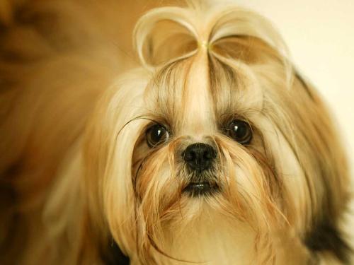 西施犬造型，西施犬造型修剪 *** - 警犬训练器材厂家 _警犬训练用品_工作犬训练用品-南京开久警犬装备-警犬训练器材厂家 _警犬训练用品_工作犬训练用品-南京开久警犬装备