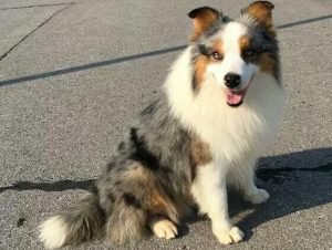 犬瘟热是怎么引起的？犬瘟热是怎么引起的?-警犬训练器材厂家 _警犬训练用品_工作犬训练用品-南京开久警犬装备