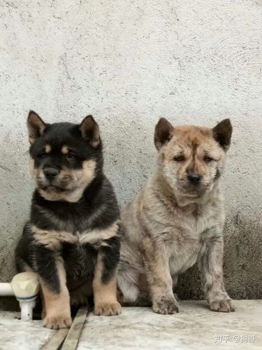 大耳朵黄狗是什么品种(大耳朵兔子是什么品种) - 警犬训练器材厂家 _警犬训练用品_工作犬训练用品-南京开久警犬装备-警犬训练器材厂家 _警犬训练用品_工作犬训练用品-南京开久警犬装备