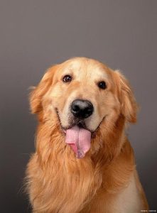 金毛狗的特点性格(金毛狗的性格是什么样的)-警犬训练器材厂家 _警犬训练用品_工作犬训练用品-南京开久警犬装备