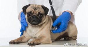 哈巴狗的特点是什么意思萌宠(形容哈巴狗是什么意思)-警犬训练器材厂家 _警犬训练用品_工作犬训练用品-南京开久警犬装备