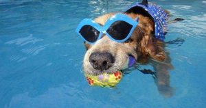 狗的速度很快又大又烫-警犬训练器材厂家 _警犬训练用品_工作犬训练用品-南京开久警犬装备