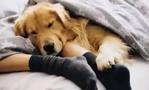 狗狗一直叫是什么原因？狗狗一直叫不停怎么办-警犬训练器材厂家 _警犬训练用品_工作犬训练用品-南京开久警犬装备