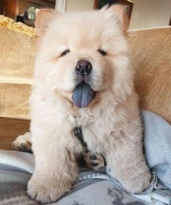 两个月大的松狮狗狗能吃什么-警犬训练器材厂家 _警犬训练用品_工作犬训练用品-南京开久警犬装备