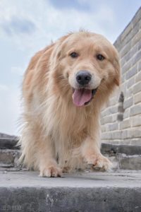 买小狗在哪里买(买小狗在哪里买最便宜?)-警犬训练器材厂家 _警犬训练用品_工作犬训练用品-南京开久警犬装备