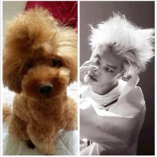 Exo成员狗狗品种 Exo成员狗狗品种 - 警犬训练器材厂家 _警犬训练用品_工作犬训练用品-南京开久警犬装备-警犬训练器材厂家 _警犬训练用品_工作犬训练用品-南京开久警犬装备