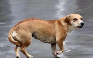 *** 52狗狗网(狗狗翻译器  *** )-警犬训练器材厂家 _警犬训练用品_工作犬训练用品-南京开久警犬装备