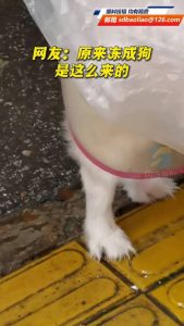 狗狗扒人腿是什么意思(狗狗喜欢扒人腿是什么意思)-警犬训练器材厂家 _警犬训练用品_工作犬训练用品-南京开久警犬装备