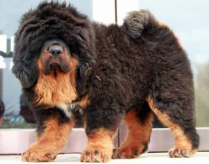 小藏獒怎么养藏獒幼犬饲养心得-警犬训练器材厂家 _警犬训练用品_工作犬训练用品-南京开久警犬装备