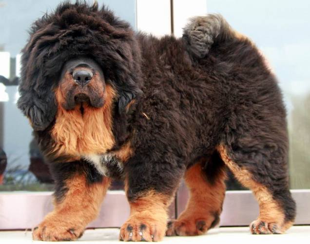 小藏獒怎么养藏獒幼犬饲养心得 - 警犬训练器材厂家 _警犬训练用品_工作犬训练用品-南京开久警犬装备-警犬训练器材厂家 _警犬训练用品_工作犬训练用品-南京开久警犬装备