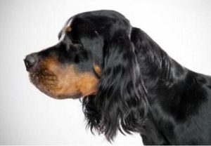 哥顿雪达犬(哥顿雪达犬幼犬 *** )-警犬训练器材厂家 _警犬训练用品_工作犬训练用品-南京开久警犬装备