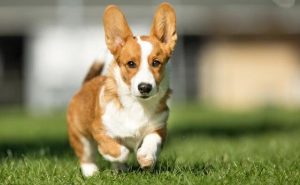 女犬宠物的饲育_女犬宠物的饲育全文-警犬训练器材厂家 _警犬训练用品_工作犬训练用品-南京开久警犬装备