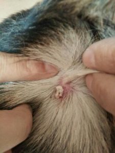 给狗狗挤虫子:急!!!狗狗身上有包-警犬训练器材厂家 _警犬训练用品_工作犬训练用品-南京开久警犬装备