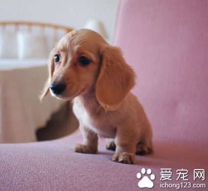 小型狗推荐(家养小型狗) - 警犬训练器材厂家 _警犬训练用品_工作犬训练用品-南京开久警犬装备-警犬训练器材厂家 _警犬训练用品_工作犬训练用品-南京开久警犬装备