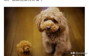 狗狗鼻子为什么会褪色狗狗鼻子褪色的原因-警犬训练器材厂家 _警犬训练用品_工作犬训练用品-南京开久警犬装备