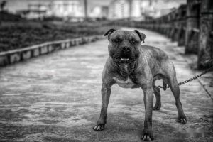 斗狗 *** 大全2013(斗狗 *** 大全高清)-警犬训练器材厂家 _警犬训练用品_工作犬训练用品-南京开久警犬装备