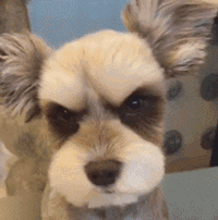 美国可卡犬介绍(美国纯种可卡犬 *** )-警犬训练器材厂家 _警犬训练用品_工作犬训练用品-南京开久警犬装备