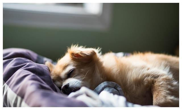 老狗狗晚上不睡觉喘气(老狗狗晚上不睡觉喘气急促是什么原因) - 警犬训练器材厂家 _警犬训练用品_工作犬训练用品-南京开久警犬装备-警犬训练器材厂家 _警犬训练用品_工作犬训练用品-南京开久警犬装备