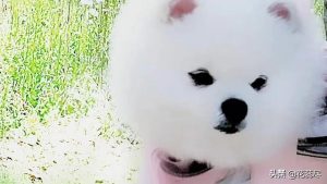 狗狗跟人的感人故事(关于狗狗的真实感人故事)-警犬训练器材厂家 _警犬训练用品_工作犬训练用品-南京开久警犬装备