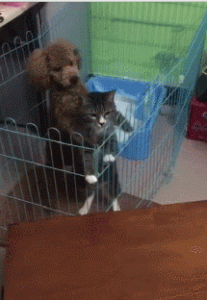 训练狗狗大小便  如何训狗大小便-警犬训练器材厂家 _警犬训练用品_工作犬训练用品-南京开久警犬装备