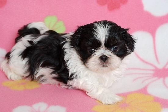 西施犬钱一只，杂交西施犬多少钱一只 - 警犬训练器材厂家 _警犬训练用品_工作犬训练用品-南京开久警犬装备-警犬训练器材厂家 _警犬训练用品_工作犬训练用品-南京开久警犬装备