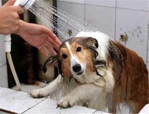 狗狗洗完澡后狂跑,狗狗洗完澡就来回跑-警犬训练器材厂家 _警犬训练用品_工作犬训练用品-南京开久警犬装备