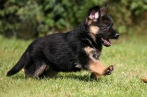 德国牧羊犬能吃什么水果(德国牧羊犬怎么养吃什么?吃多少)-警犬训练器材厂家 _警犬训练用品_工作犬训练用品-南京开久警犬装备