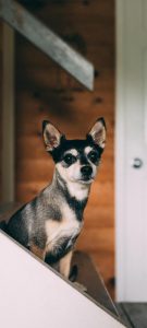 狗狗全屏手机壁纸_博美狗狗壁纸高清全屏-警犬训练器材厂家 _警犬训练用品_工作犬训练用品-南京开久警犬装备