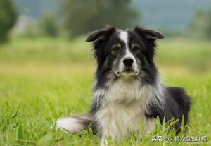 世界牧羊犬种大全(世界有多少种牧羊犬)-警犬训练器材厂家 _警犬训练用品_工作犬训练用品-南京开久警犬装备