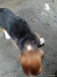 上海嘉定区宠物狗出售-警犬训练器材厂家 _警犬训练用品_工作犬训练用品-南京开久警犬装备