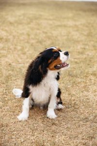 骑士查理王小猎犬简介(英国骑士查理王小猎犬)-警犬训练器材厂家 _警犬训练用品_工作犬训练用品-南京开久警犬装备