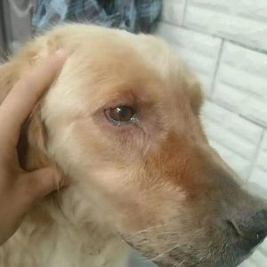 犬瘟怎么治疗(犬瘟可以自愈吗)-警犬训练器材厂家 _警犬训练用品_工作犬训练用品-南京开久警犬装备