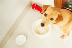 狗狗食物怎么做(怎么给狗狗灌食物)-警犬训练器材厂家 _警犬训练用品_工作犬训练用品-南京开久警犬装备