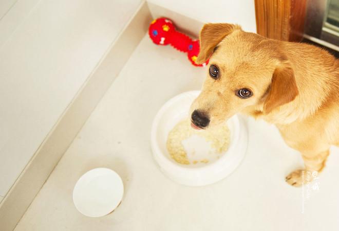 狗狗食物怎么做(怎么给狗狗灌食物) - 警犬训练器材厂家 _警犬训练用品_工作犬训练用品-南京开久警犬装备-警犬训练器材厂家 _警犬训练用品_工作犬训练用品-南京开久警犬装备