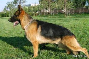 腊肠犬种类(腊肠犬的种类有哪些)-警犬训练器材厂家 _警犬训练用品_工作犬训练用品-南京开久警犬装备