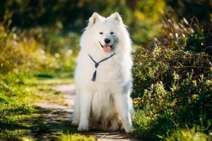 西西伯利亚莱卡犬(西西伯利亚莱卡犬有狼的基因的)-警犬训练器材厂家 _警犬训练用品_工作犬训练用品-南京开久警犬装备