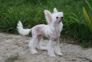 毛发长的狗狗有哪些品种(白色毛发的狗狗有哪些)-警犬训练器材厂家 _警犬训练用品_工作犬训练用品-南京开久警犬装备